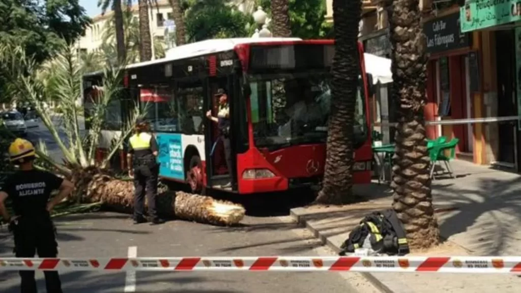 Autobus rojo choque frontal contra palmera